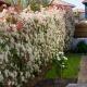 images/greendesign64/entretiens-paysagers/amenagement-paysager-massifs-haie-photinia-printemps-anglet-greendesign64.jpg